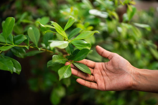 How Our Tree Care Process Works  in  Shell Ridge, CA