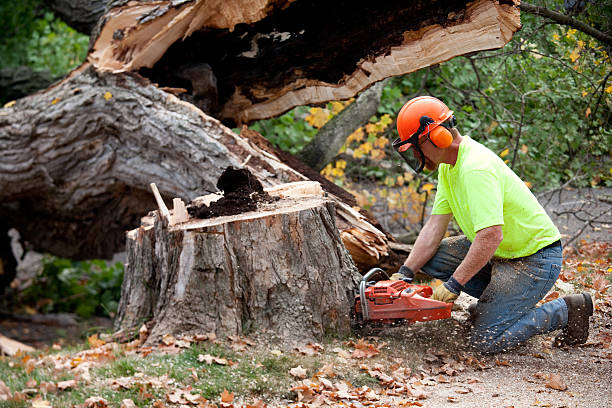 Best Tree Health Inspection  in Shell Ridge, CA